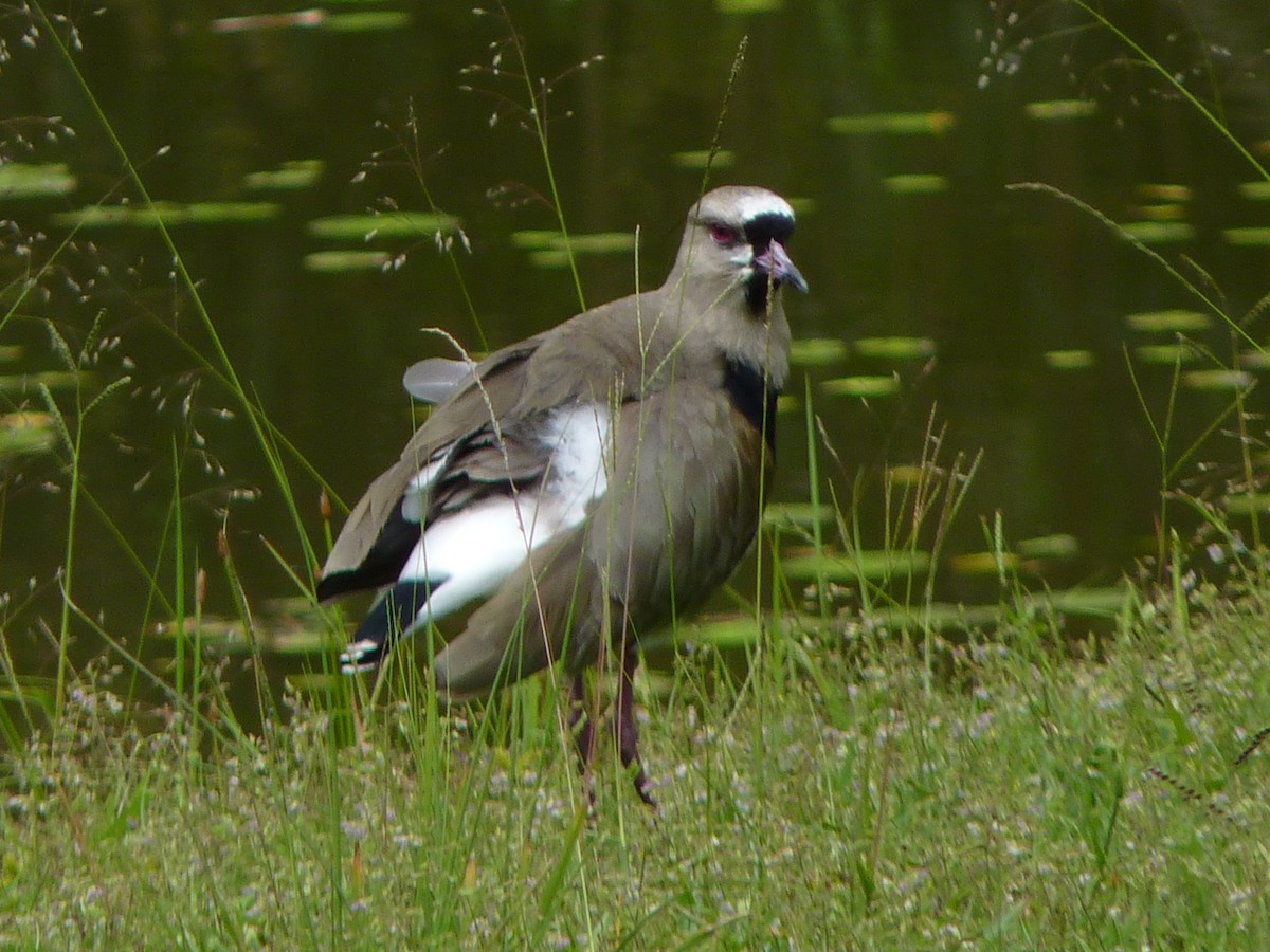 Southern Lapwing - ML584213301