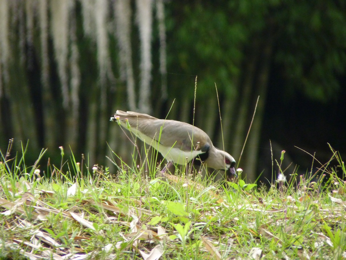 Southern Lapwing - ML584213321