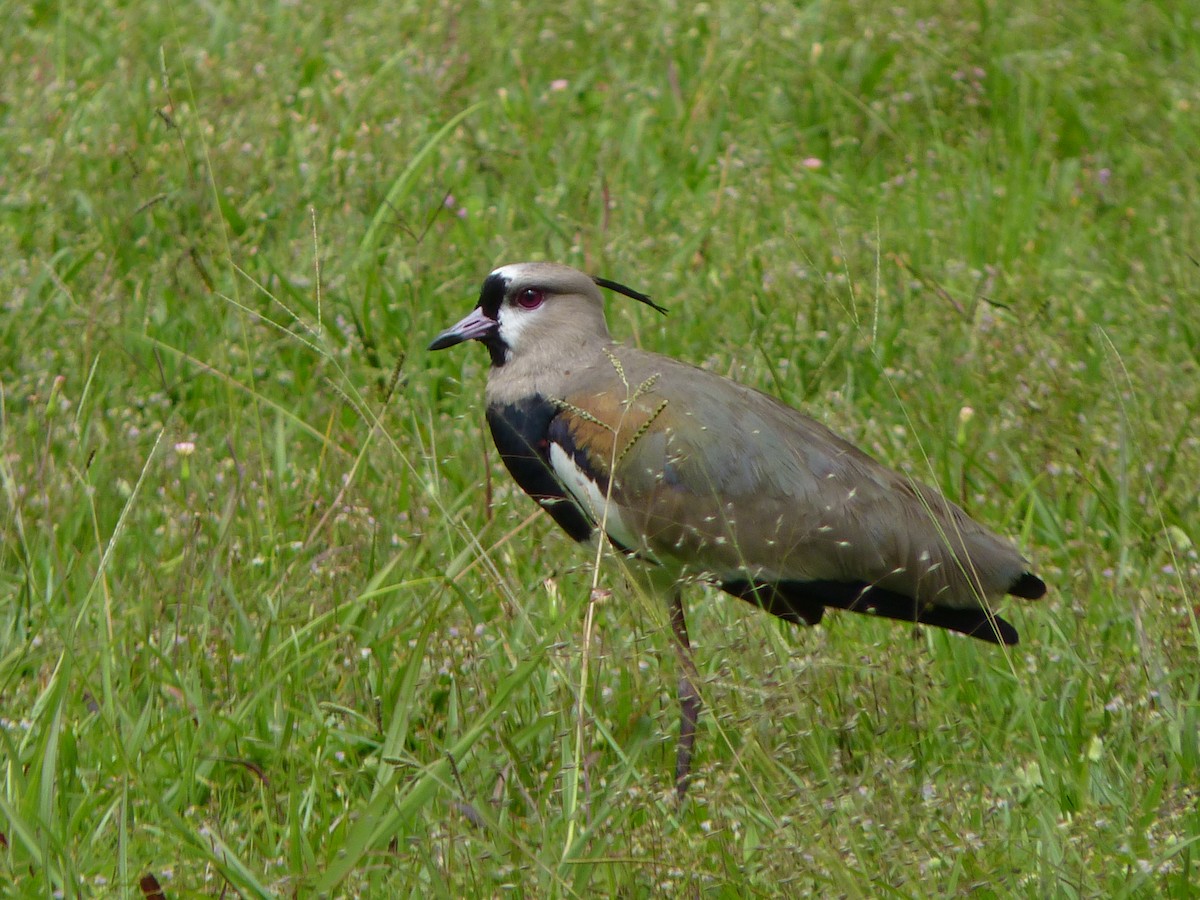 Southern Lapwing - ML584213341