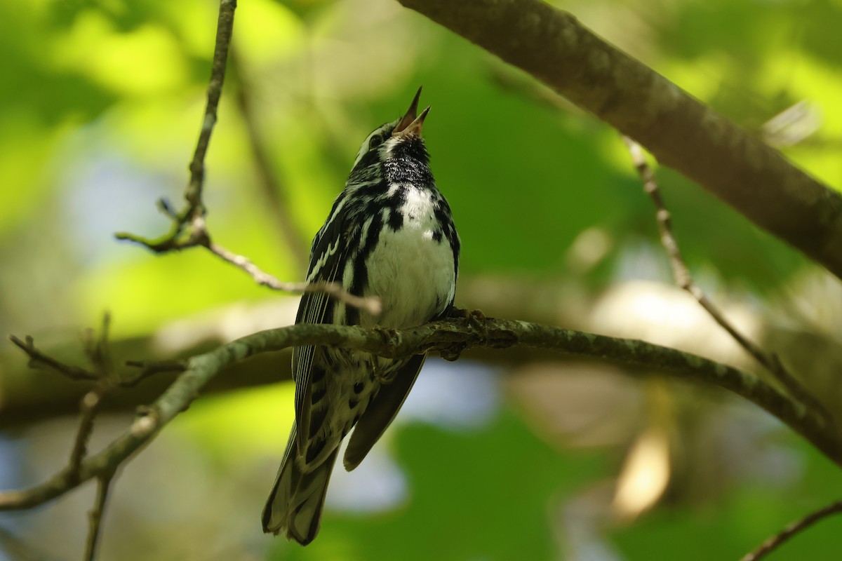 Black-and-white Warbler - Anne Esbenshade