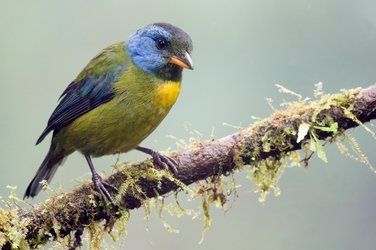 Moss-backed Tanager - Ben  Lucking