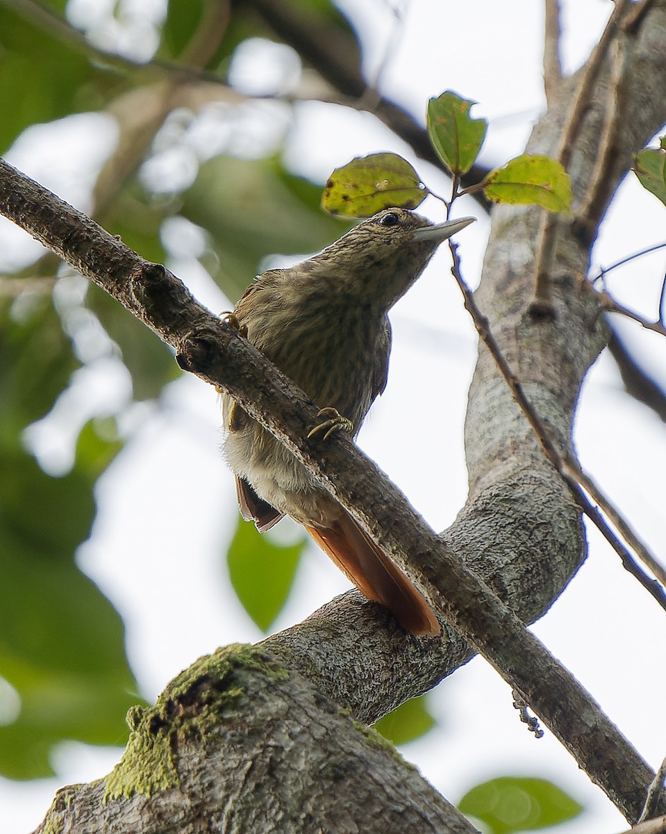 Chestnut-winged Hookbill - ML584214151