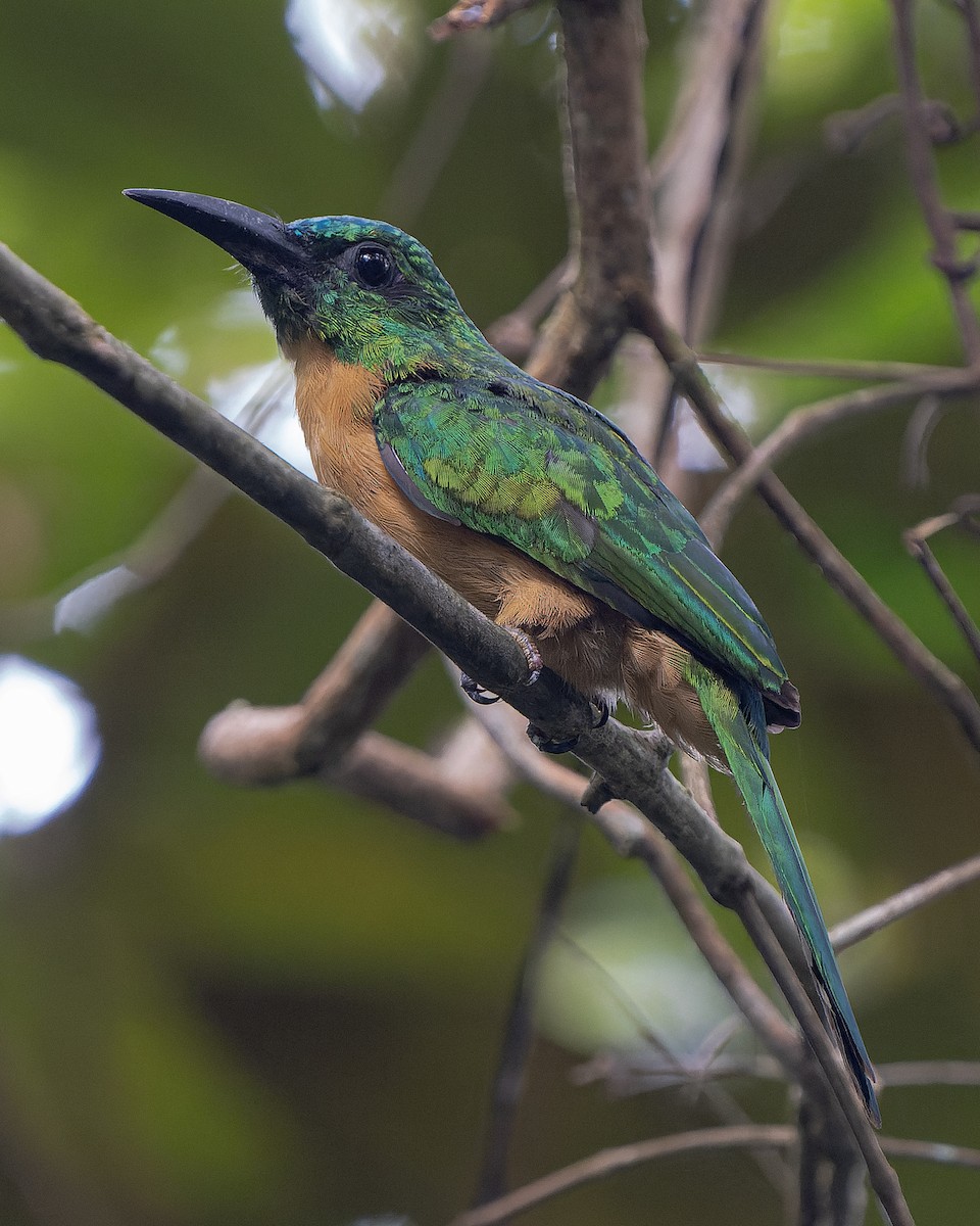 Great Jacamar - ML584214161