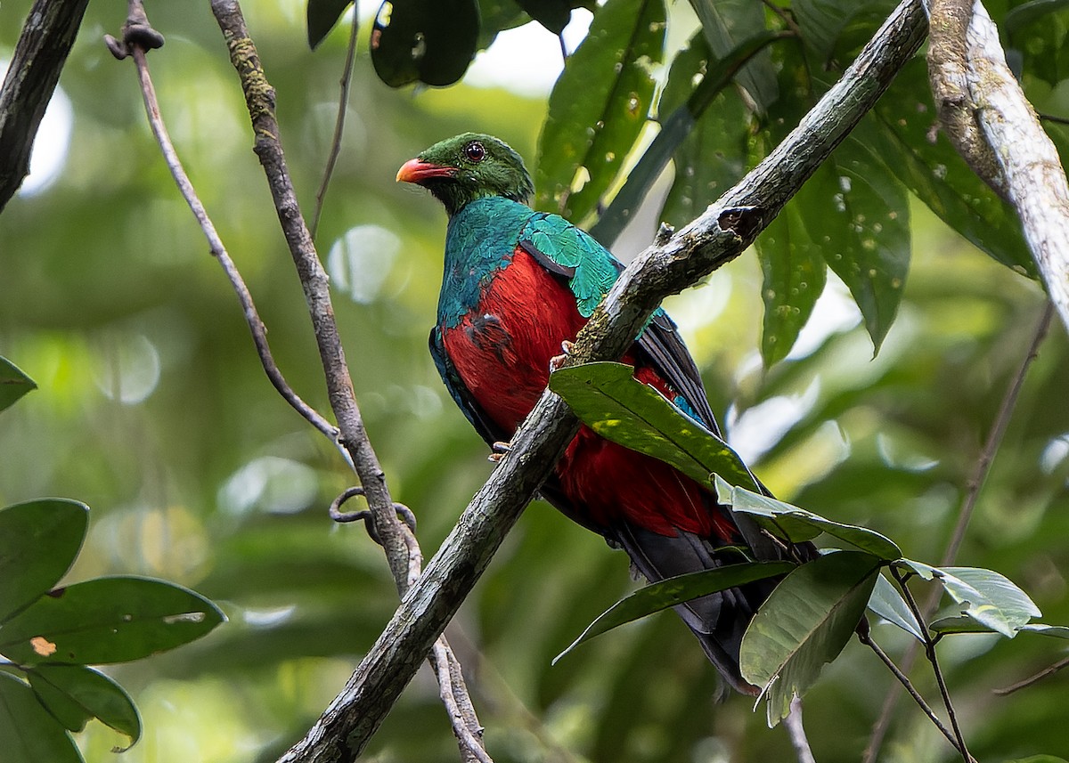 Pavonine Quetzal - Guillermo  Saborío Vega