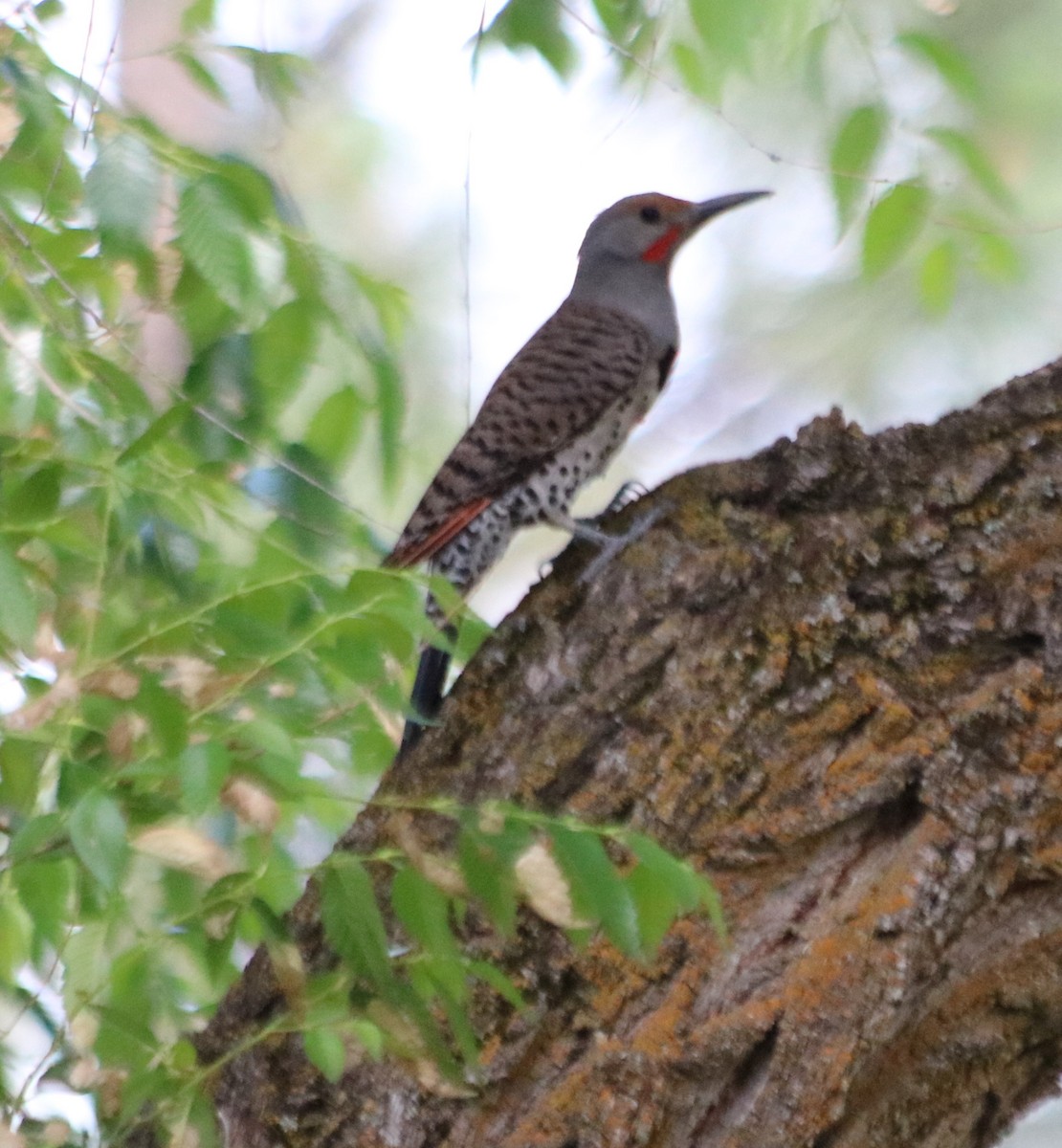 Northern Flicker - ML584215421