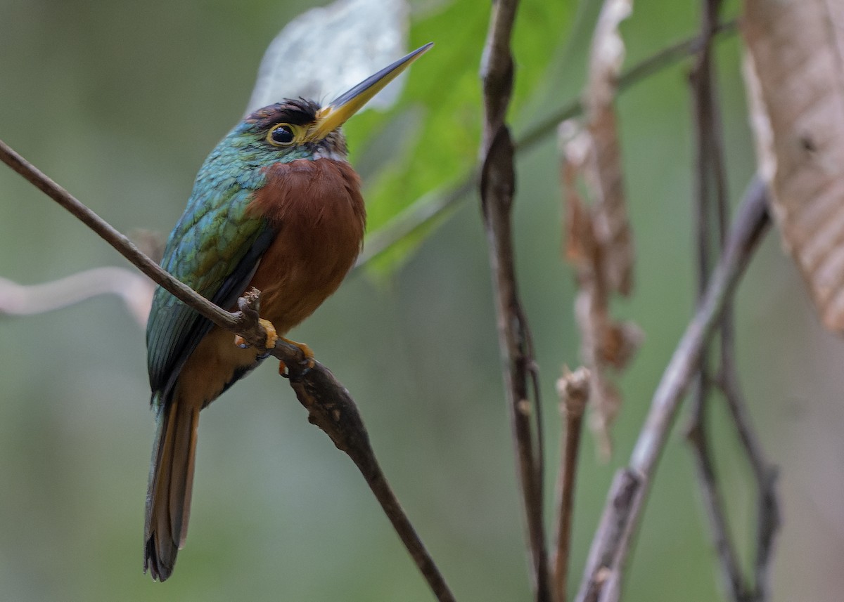 Yellow-billed Jacamar - Guillermo  Saborío Vega