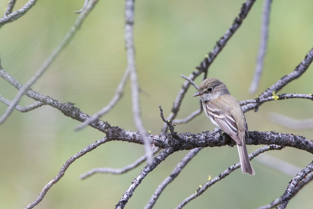 Least Flycatcher - ML584216161