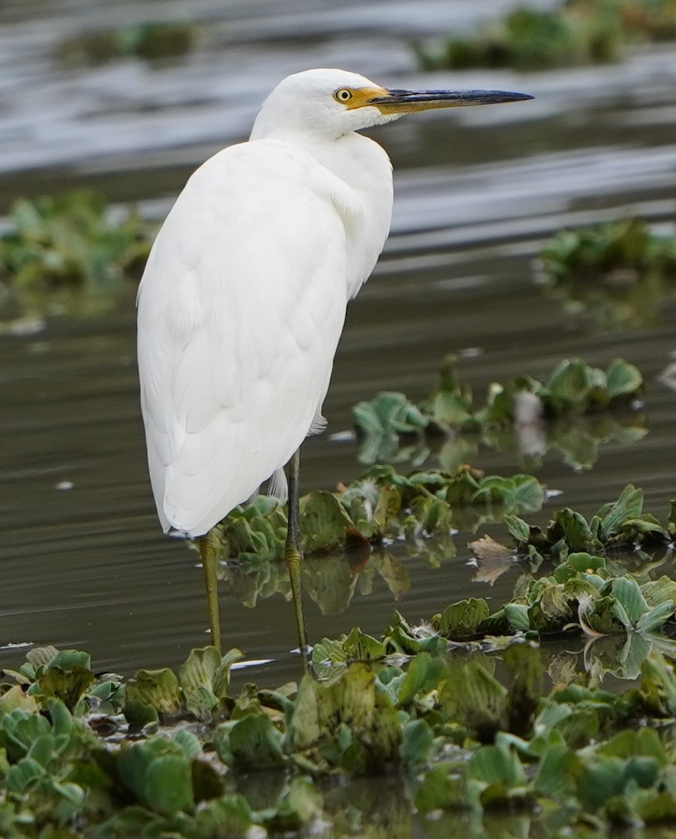 Little Egret - Darryl & Rita Larsen