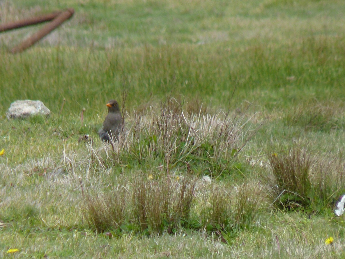 Great Thrush - ML584216601