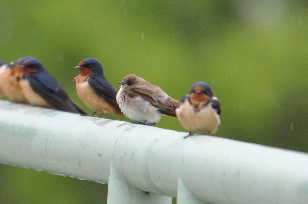 Northern Rough-winged Swallow - ML58421741