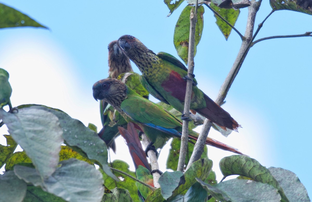 Conure de Hellmayr (snethlageae) - ML584217591