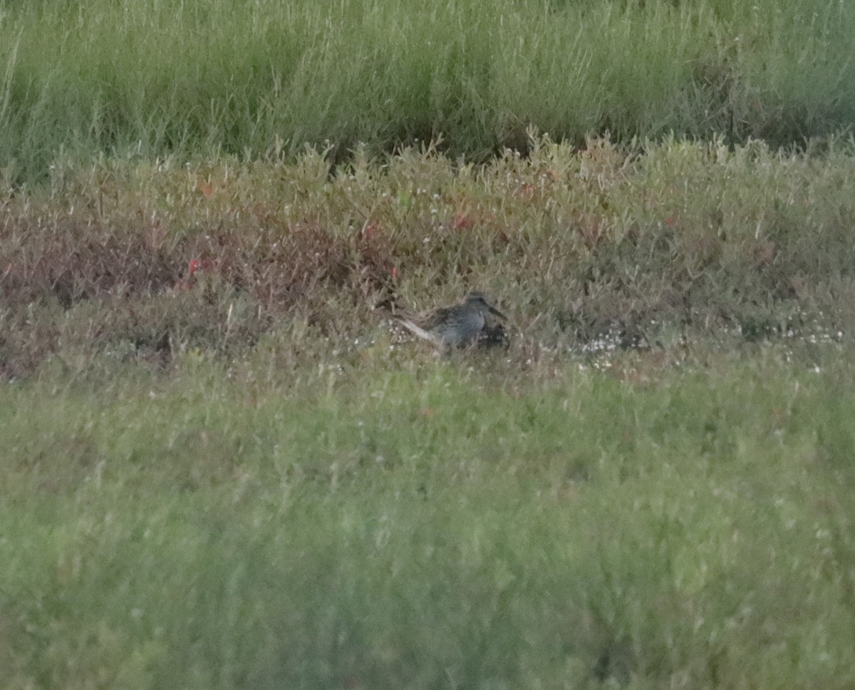 White-rumped Sandpiper - ML584218231