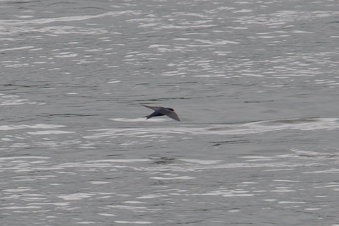 Purple Martin - ML58421831