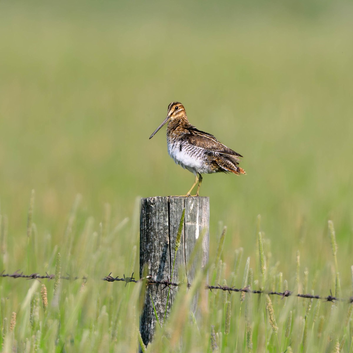 Wilson's Snipe - ML584219871