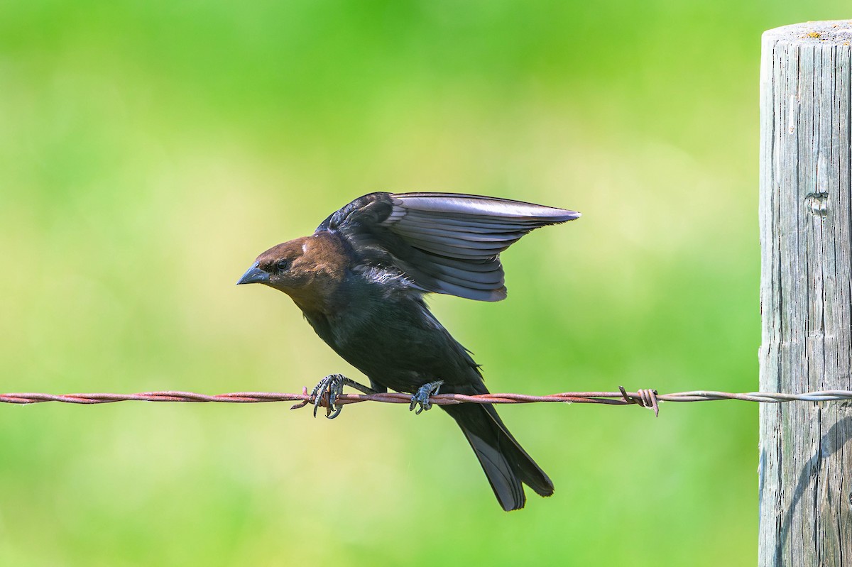 Brown-headed Cowbird - ML584219921