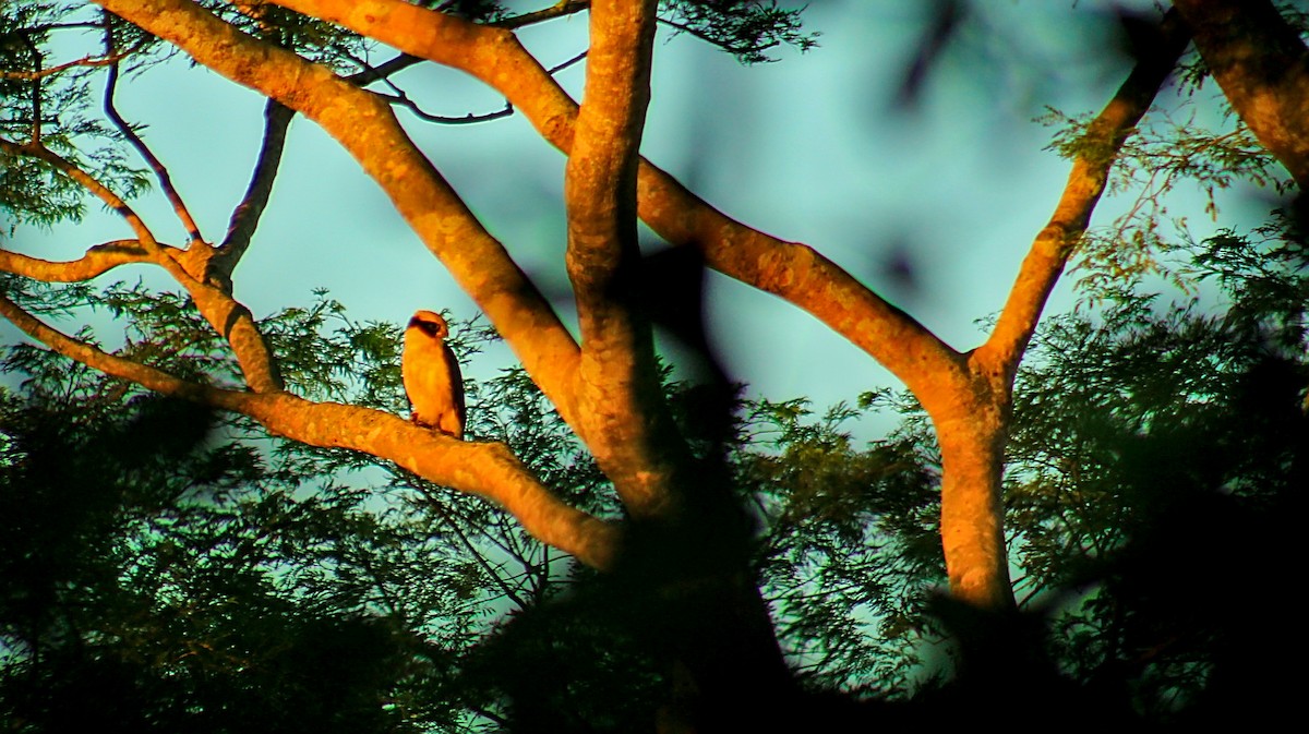 Laughing Falcon - ML584220091