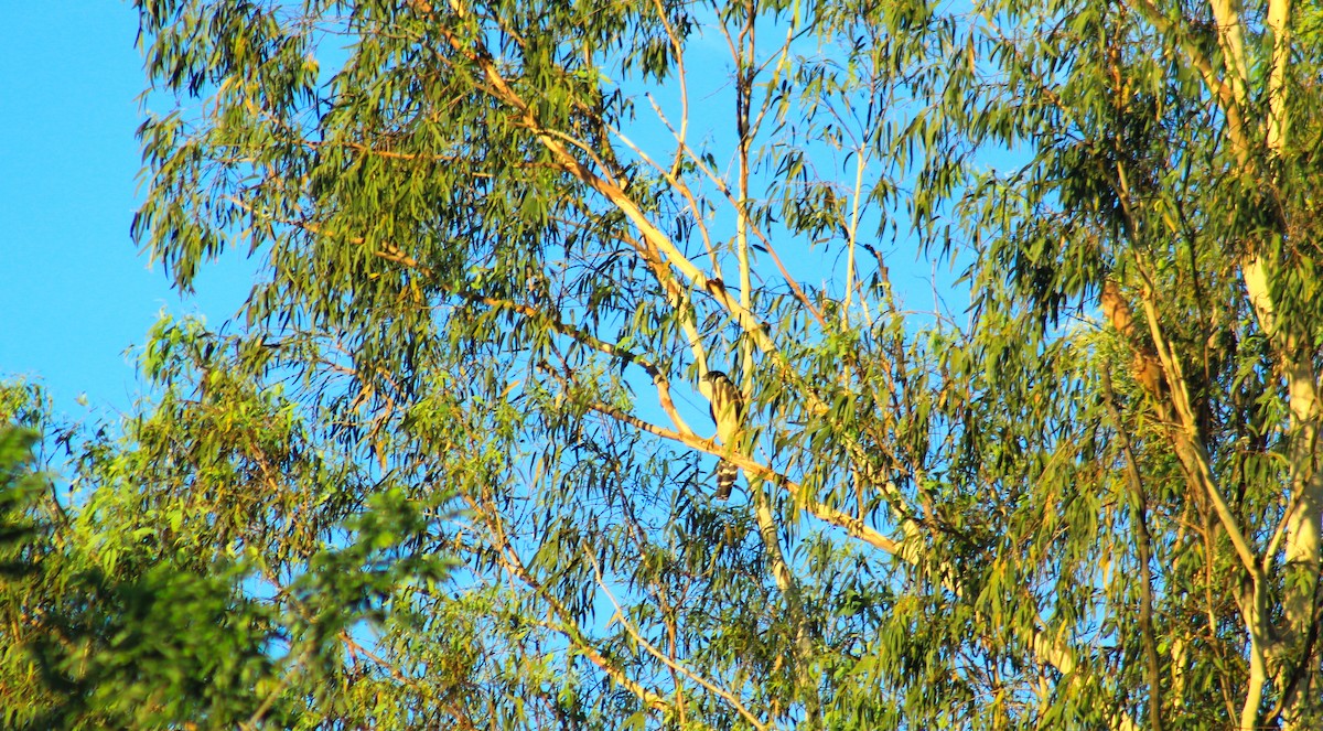 Collared Forest-Falcon - ML584220151