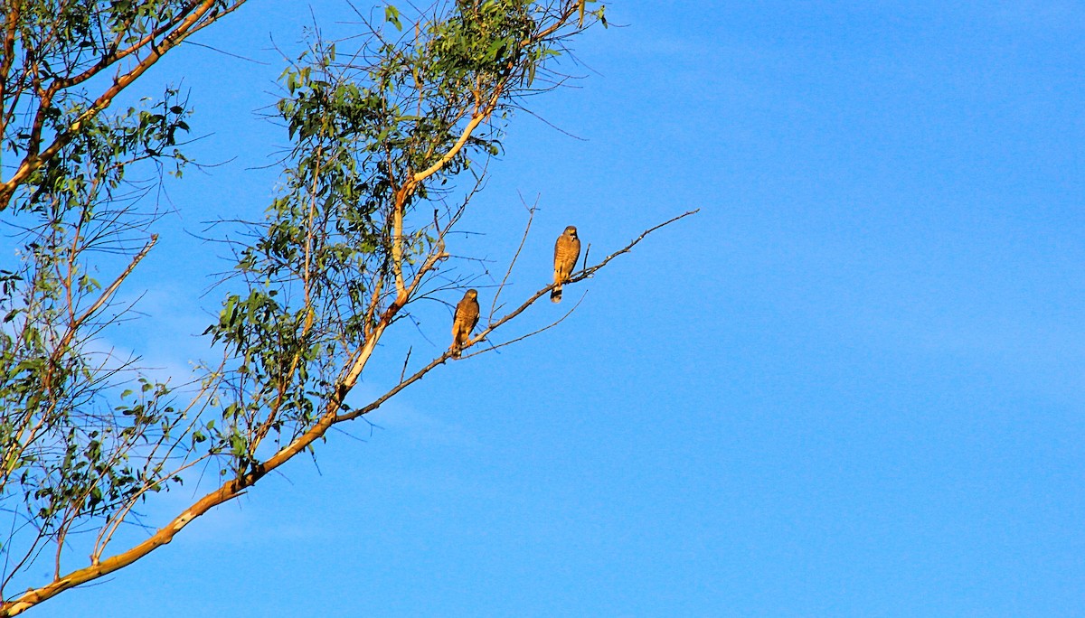 Roadside Hawk - ML584220231