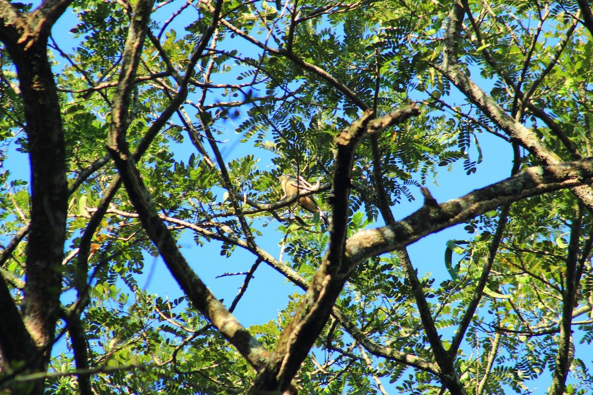 Mangrove Cuckoo - ML584220411