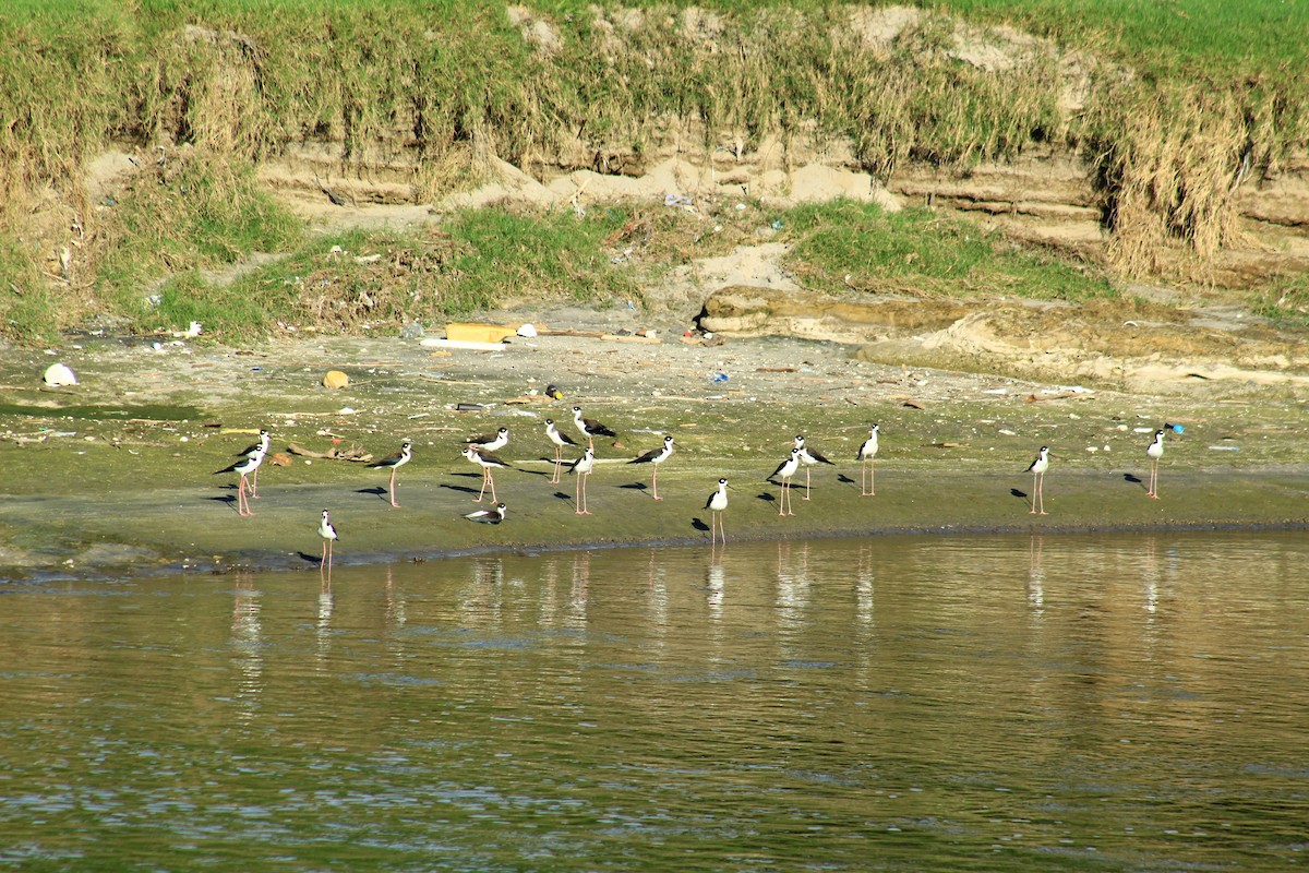 Black-necked Stilt - ML584220511