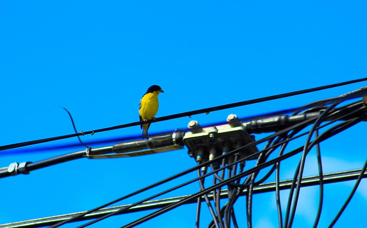 Lesser Goldfinch - ML584220591