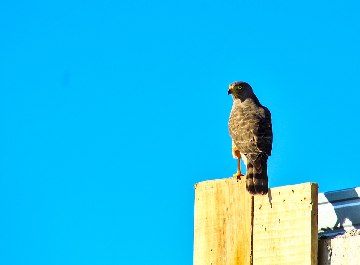 Gray Hawk - ML584220751