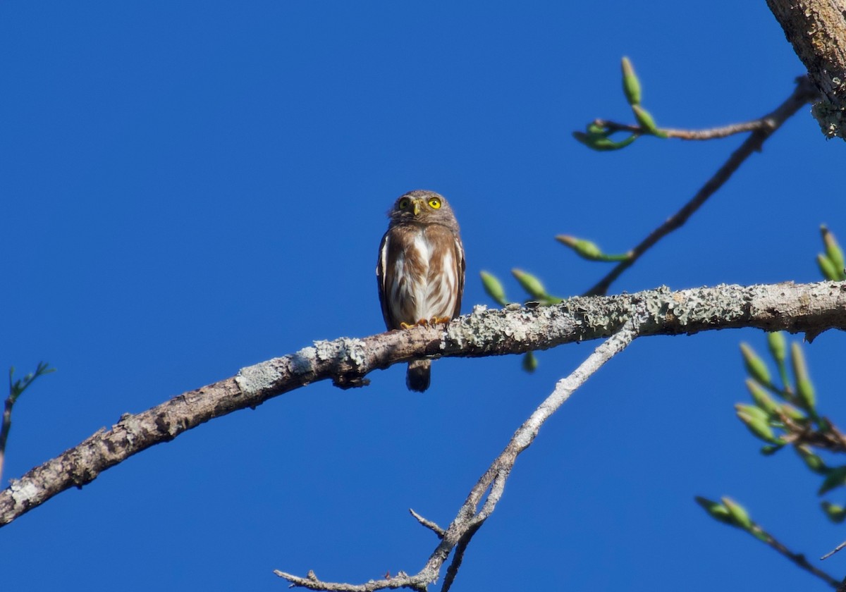 Amazonian Pygmy-Owl - ML584220901