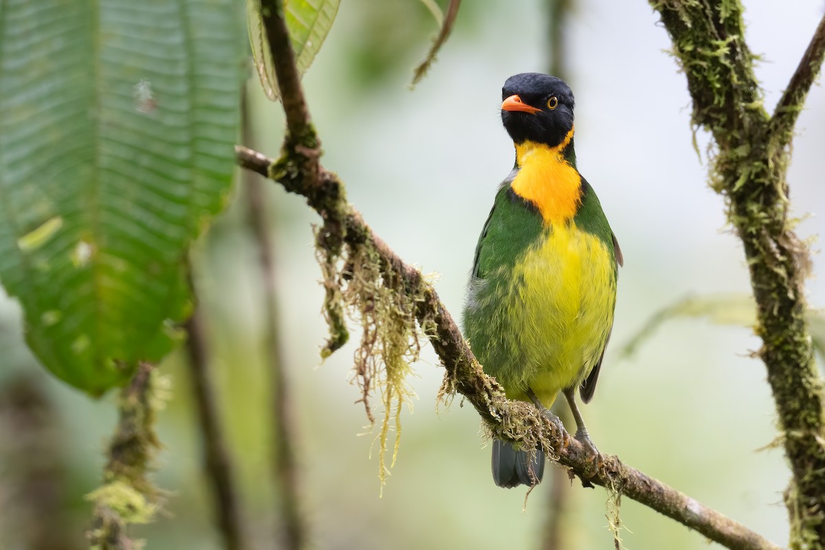 Orange-breasted Fruiteater - ML584221451