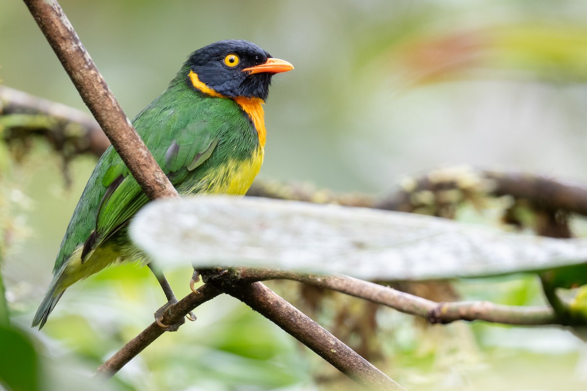 Orange-breasted Fruiteater - ML584221461