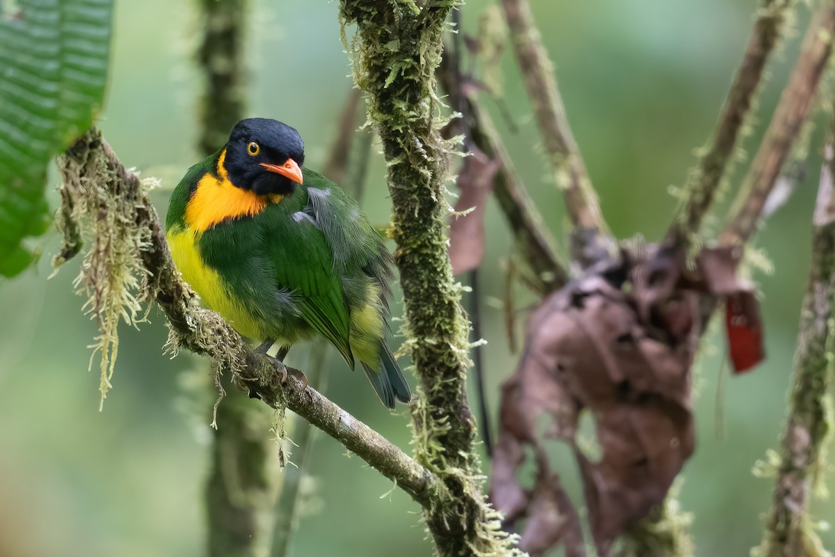 Orange-breasted Fruiteater - ML584221481