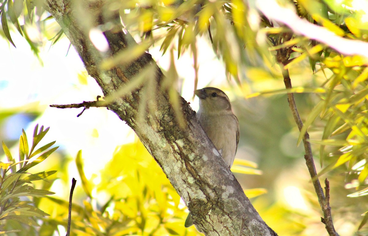 House Sparrow - ML584221791