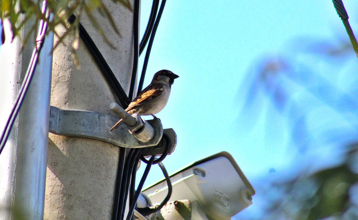 House Sparrow - ML584221801