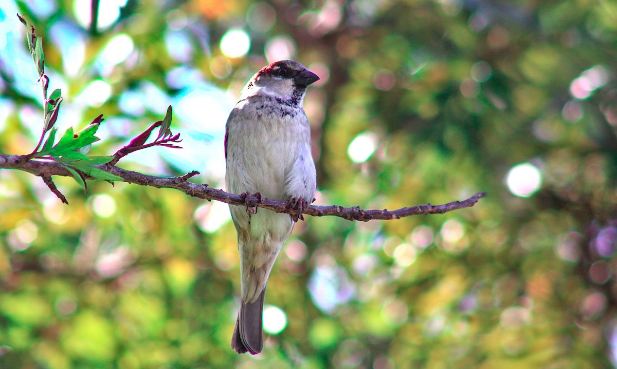 House Sparrow - ML584221811