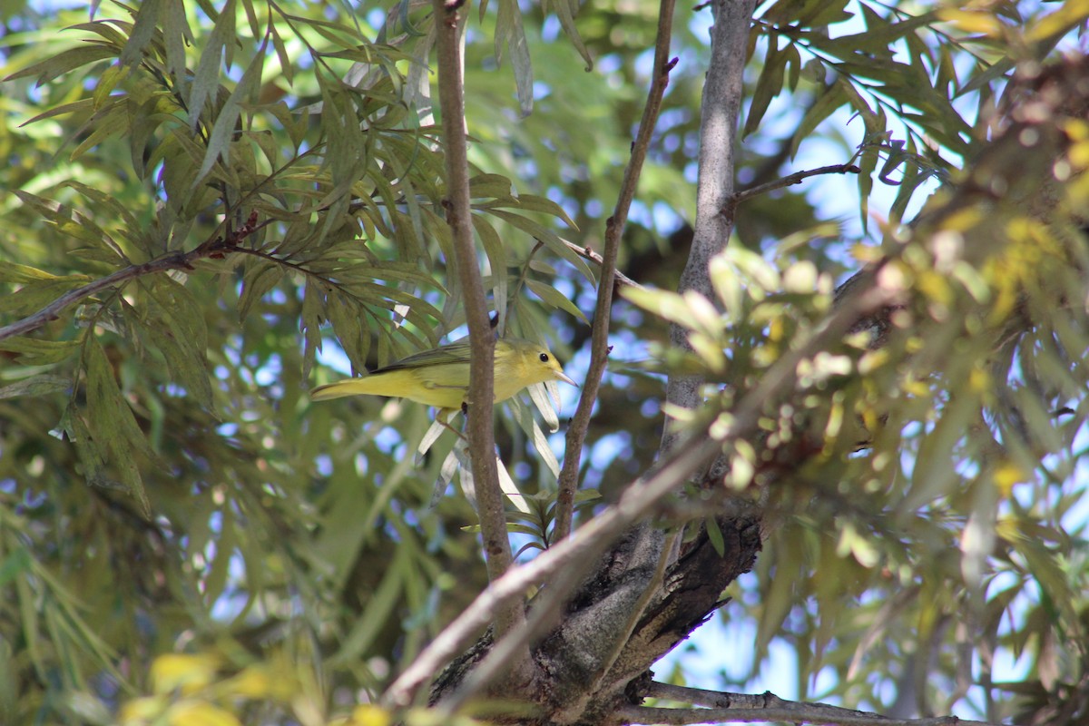 Northern/Mangrove Yellow Warbler - ML584221861