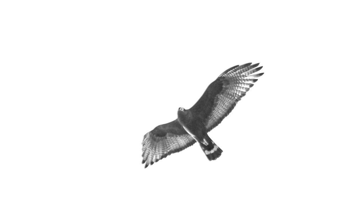 Zone-tailed Hawk - ML584222261