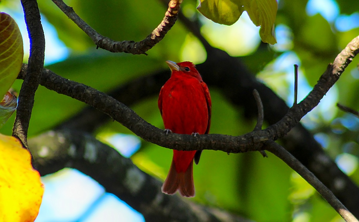 Summer Tanager - ML584222531