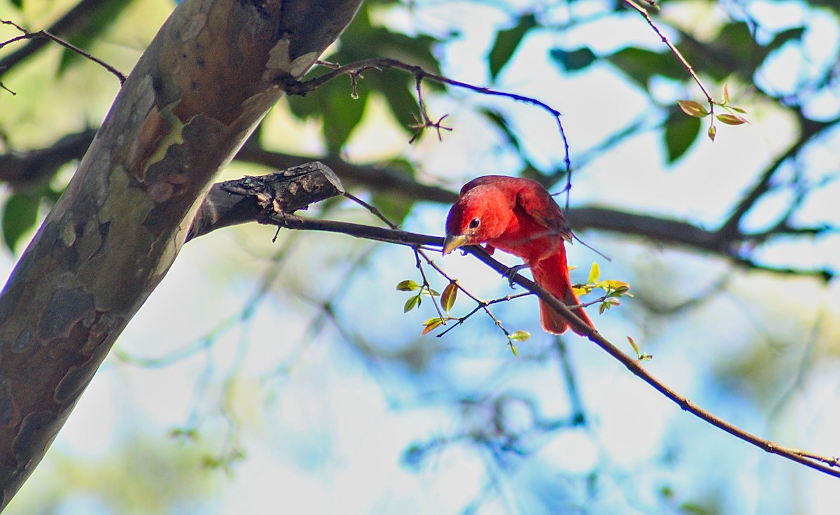 Summer Tanager - ML584222581