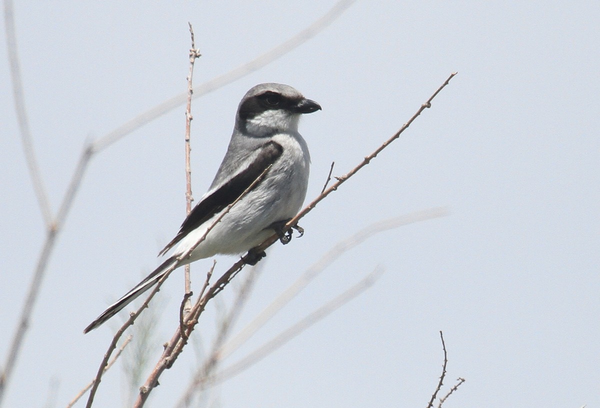 Loggerhead Shrike - ML584223351