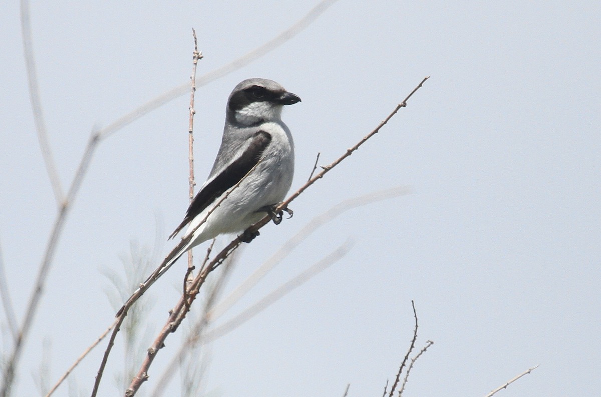 Loggerhead Shrike - ML584223361