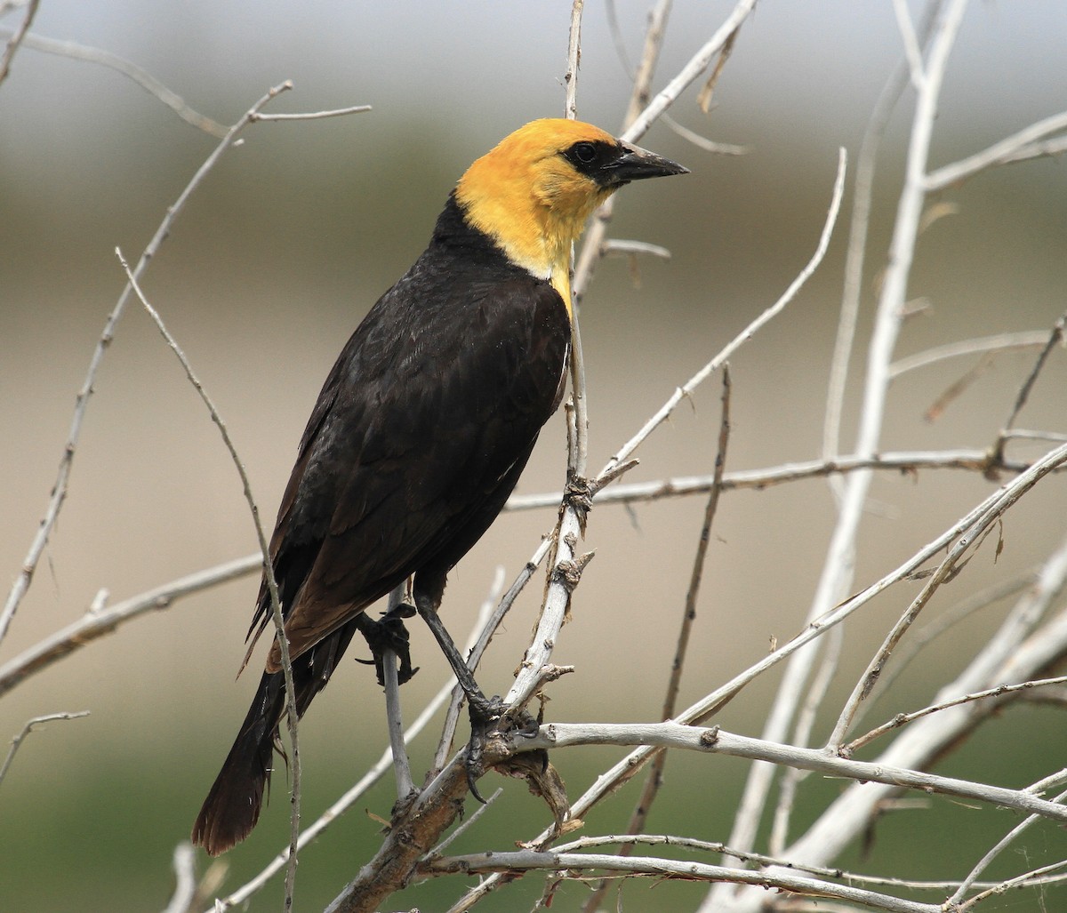 Yellow-headed Blackbird - ML584223381