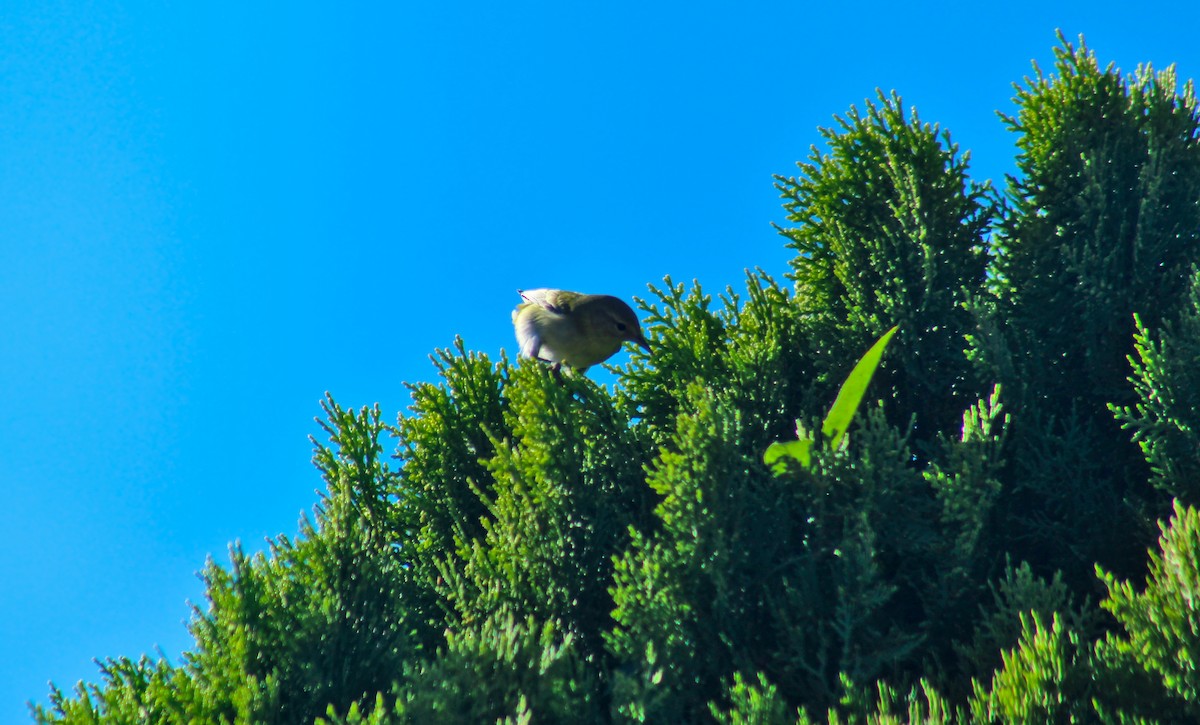 Tennessee Warbler - ML584223431