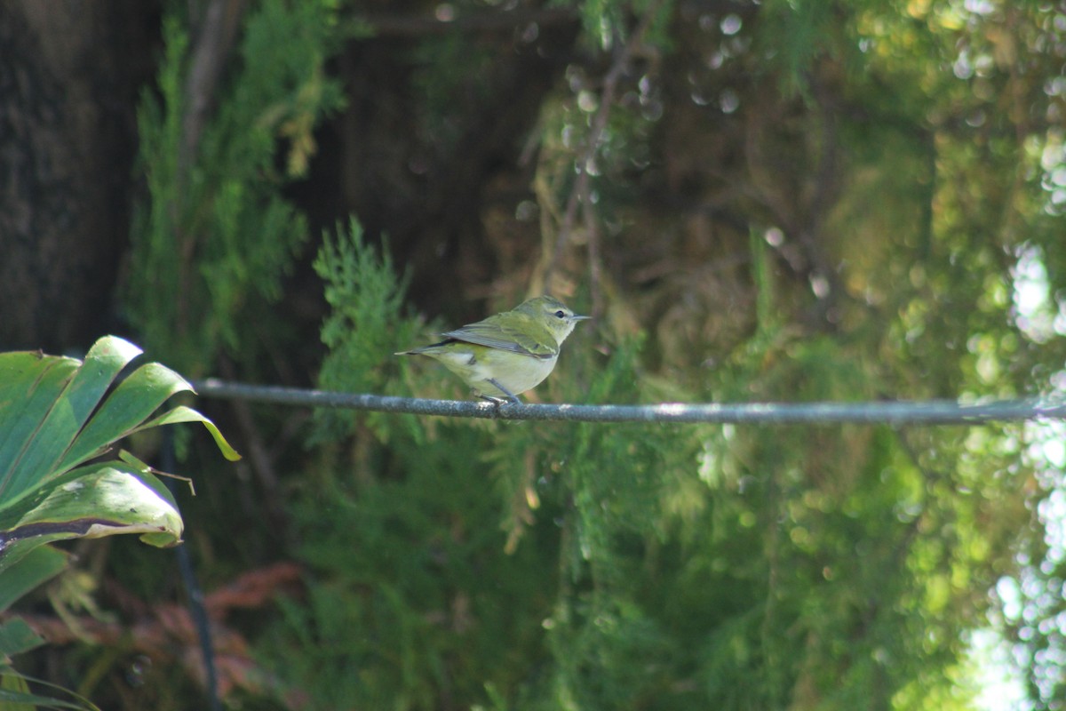 Tennessee Warbler - ML584223441