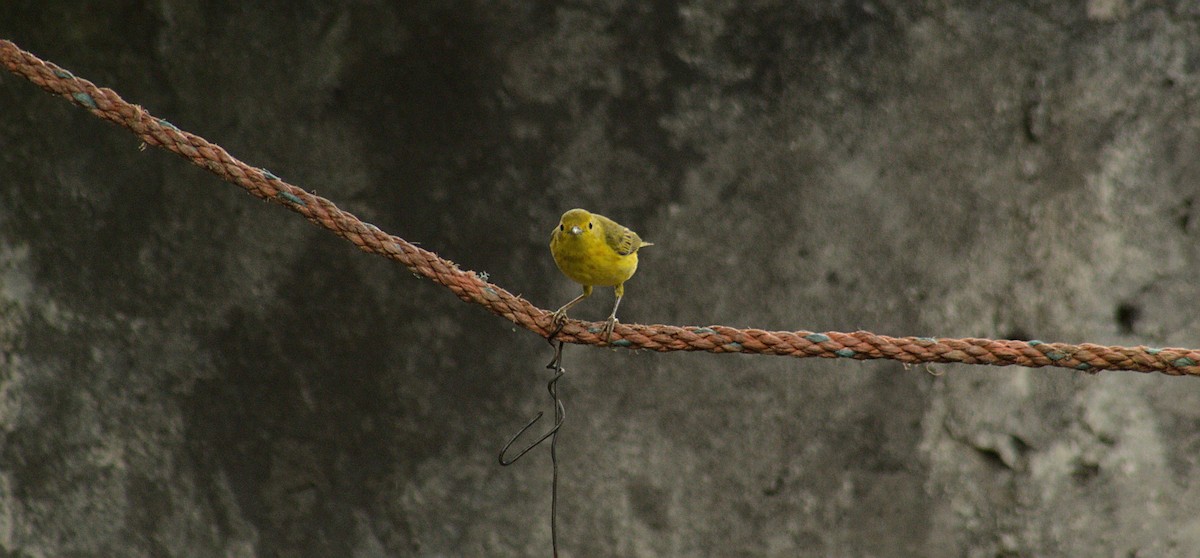 Northern/Mangrove Yellow Warbler - ML584223671