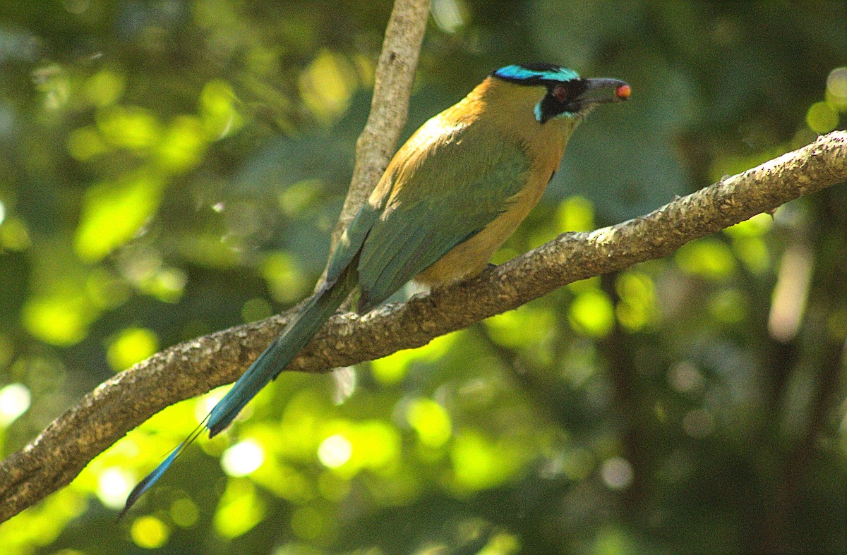 Lesson's Motmot - ML584223881