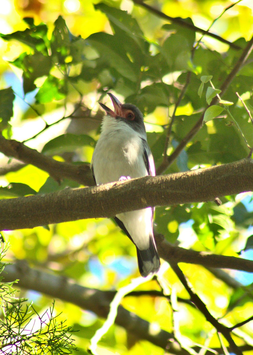 Masked Tityra - ML584223981