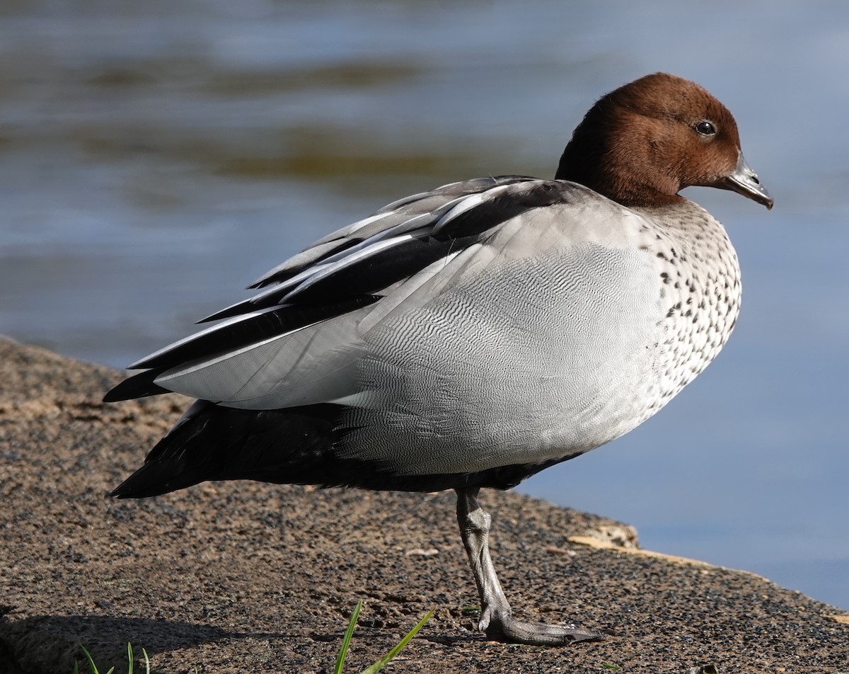 Maned Duck - ML584224441