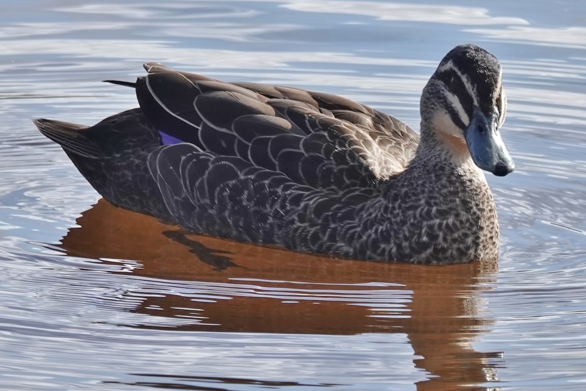Pacific Black Duck - ML584224451