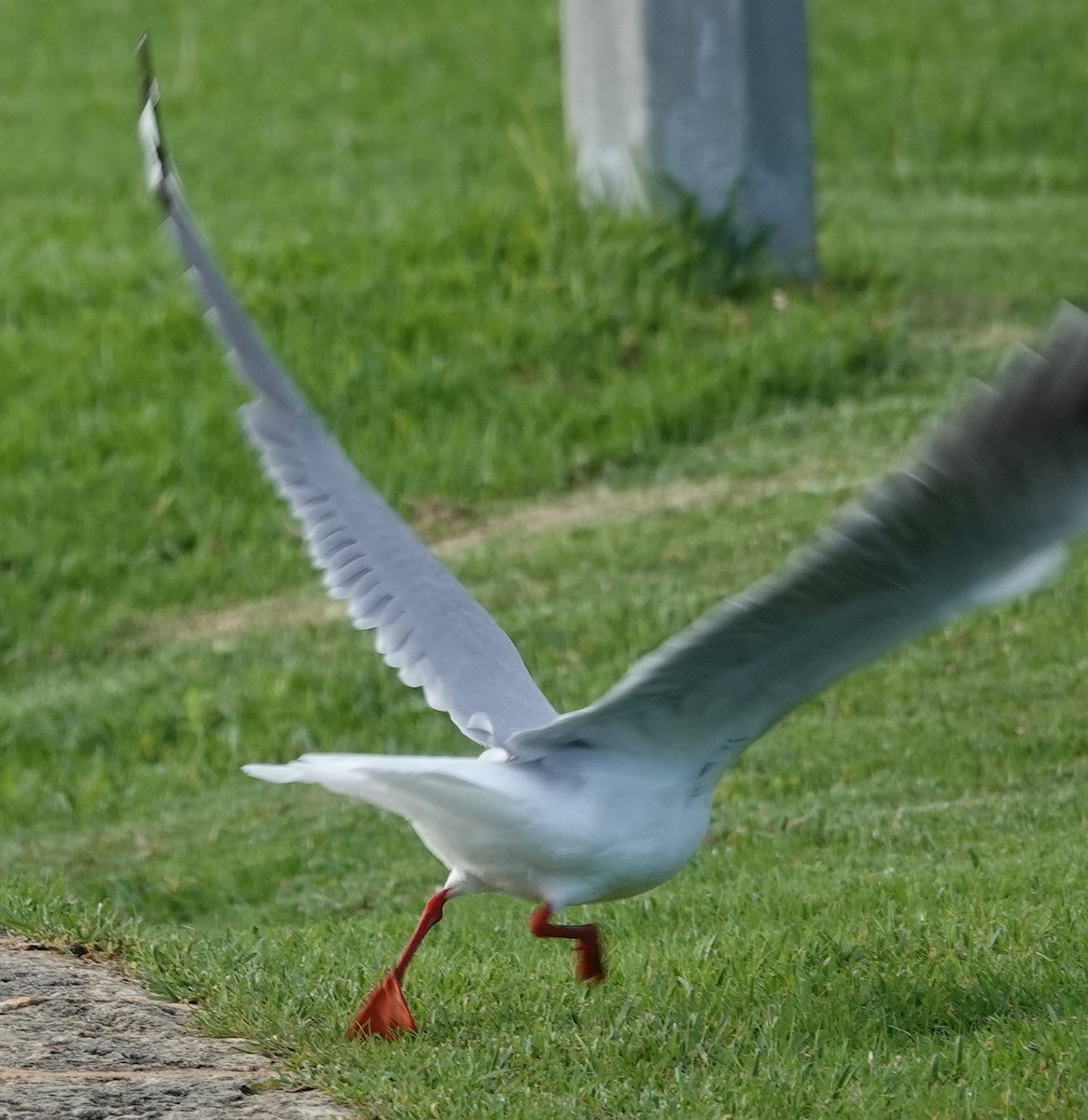 Silver Gull (Silver) - ML584224521