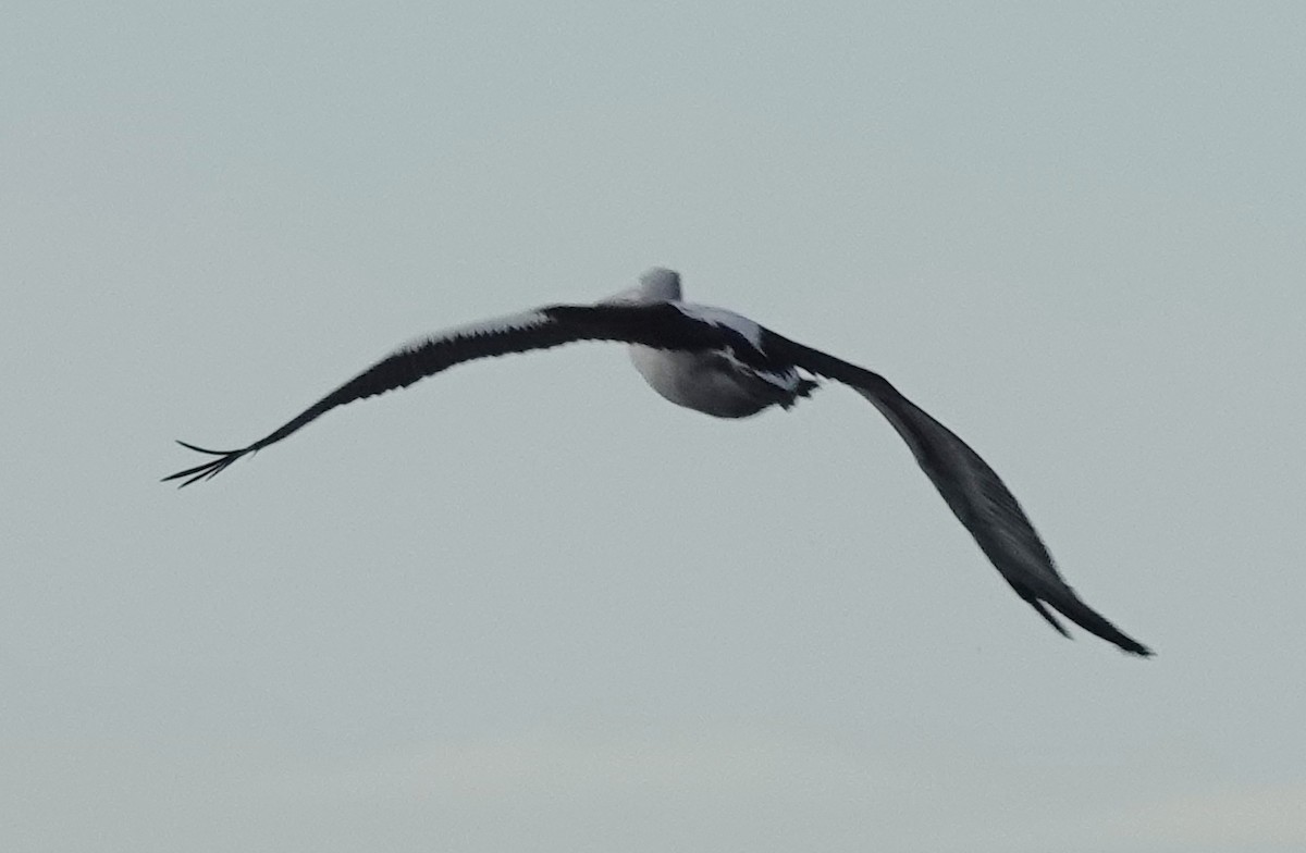 Australian Pelican - ML584224581