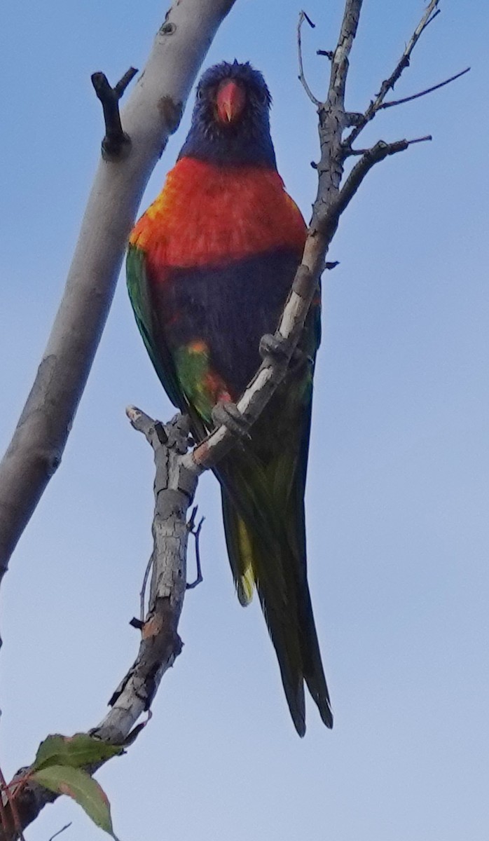 Rainbow Lorikeet - ML584224671